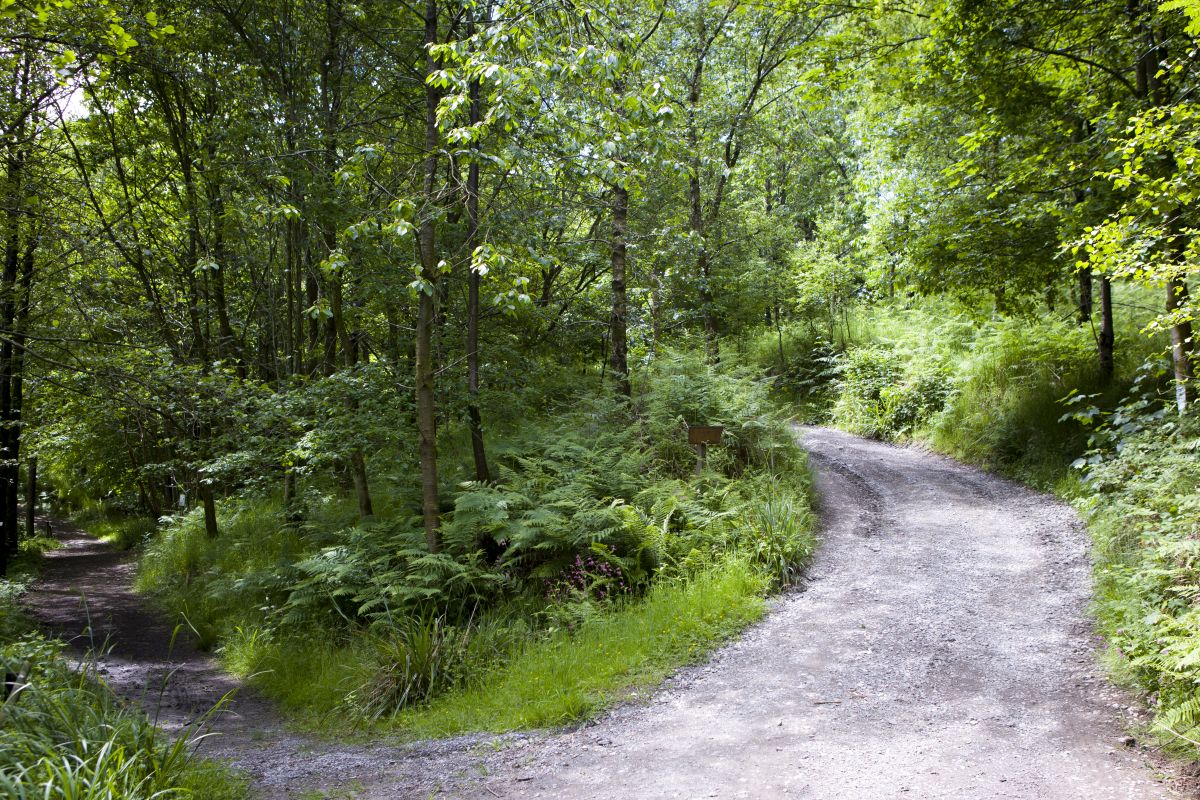 Wildlife Walks Bowland Wild Boar Animal Park