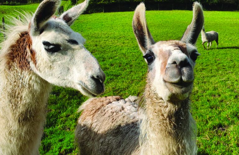 Bowland Wild Boar and Animal Park Bowland Wild Boar and Animal Park