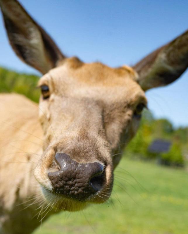 Bowland Wild Boar Park