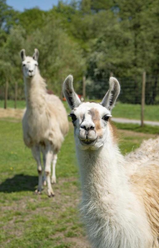 Bowland Wild Boar Park