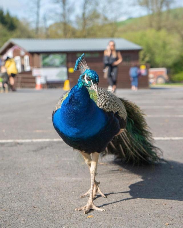 Bowland Wild Boar Park
