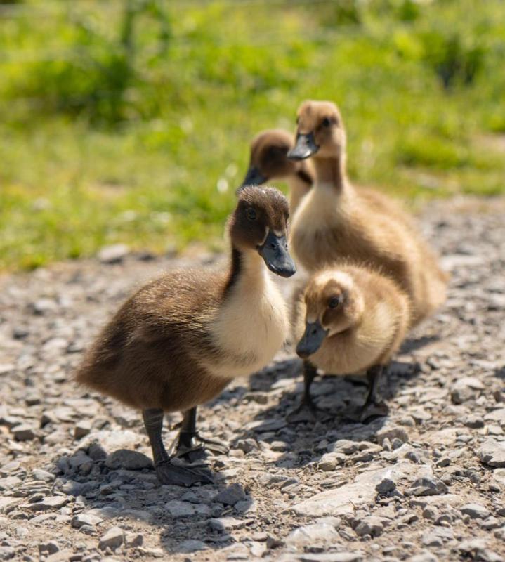 Bowland Wild Boar Park