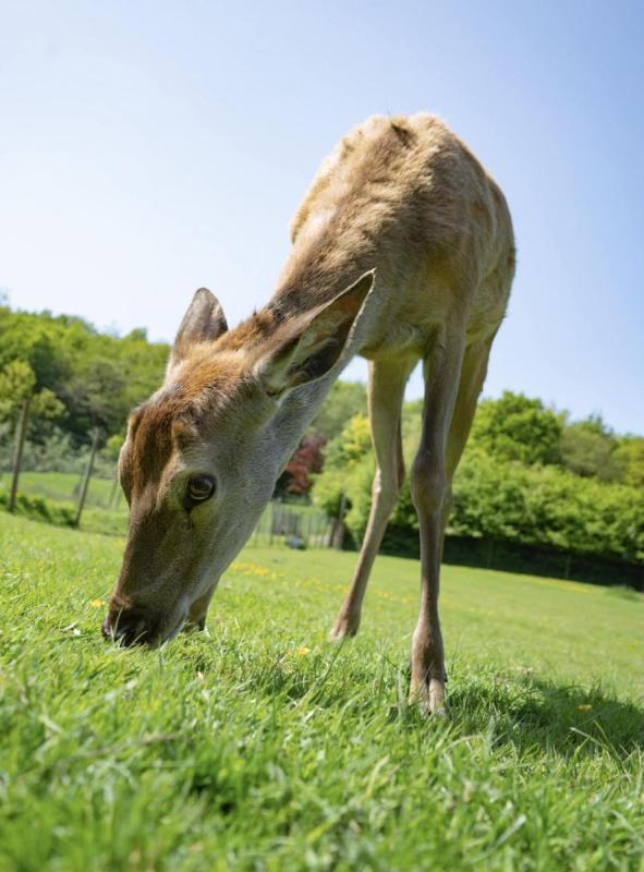 Bowland Wild Boar Park