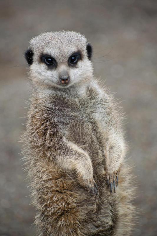 Bowland Wild Boar Park