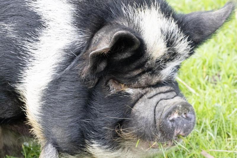 Animals September 2023