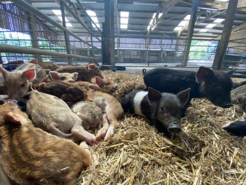 June 2020 Reopening preparations