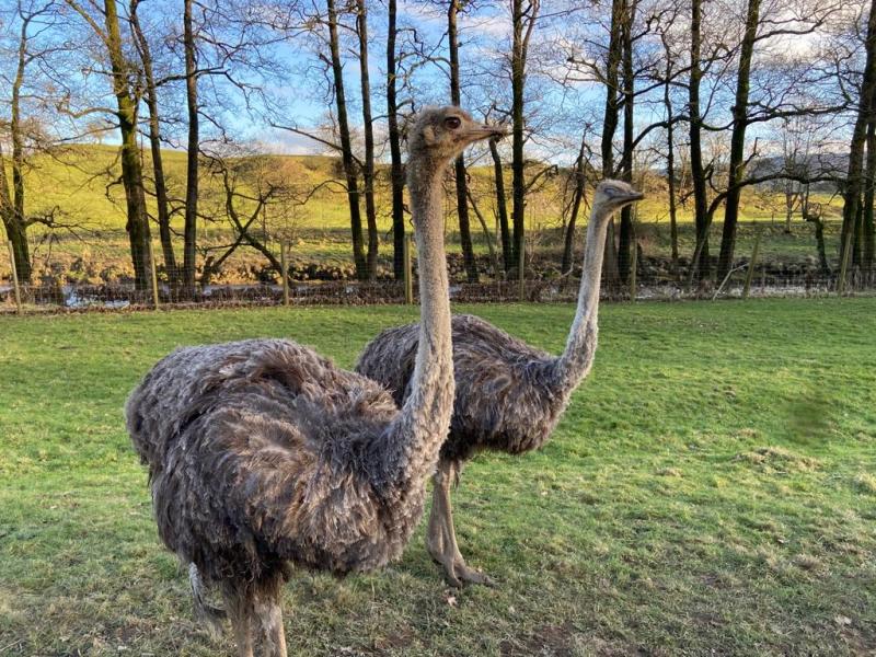 Bowland Wild Boar Park