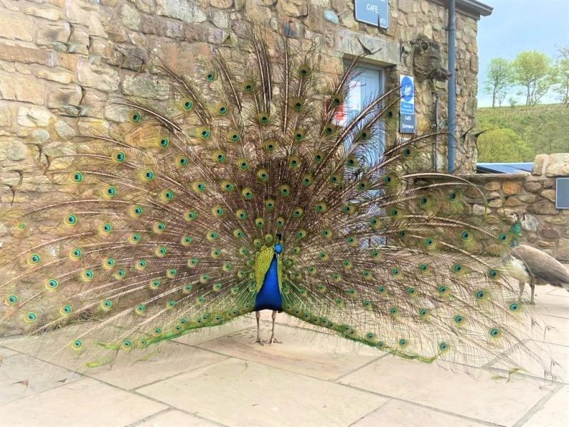 Bowland Wild Boar Park