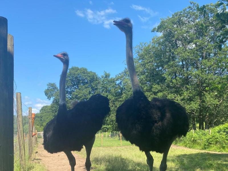 Bowland Wild Boar Park
