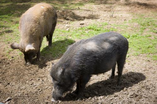 Bowland Wild Boar Park 040617 010 © Nick Dagger Photography