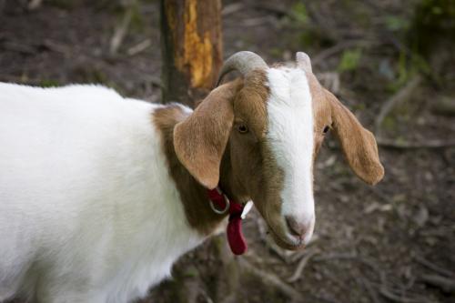Bowland Wild Boar Park 040617 019 © Nick Dagger Photography