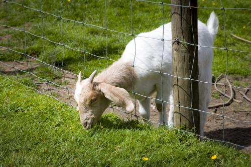 Bowland Wild Boar Park 040617 021 © Nick Dagger Photography