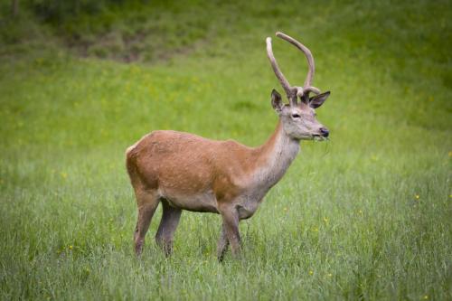 Bowland Wild Boar Park 040617 024 © Nick Dagger Photography