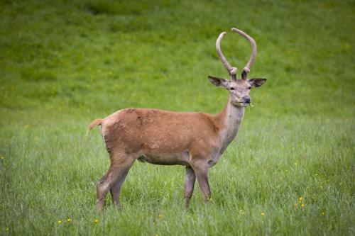 Bowland Wild Boar Park 040617 025 © Nick Dagger Photography