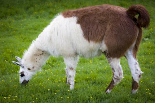 Bowland Wild Boar Park 040617 026 © Nick Dagger Photography