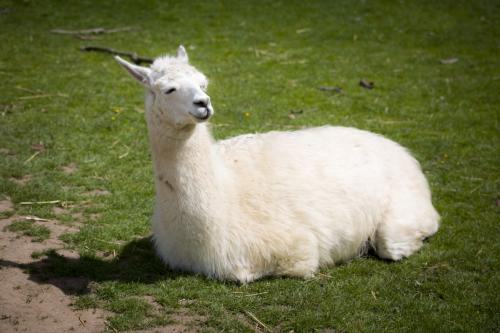 Bowland Wild Boar Park 040617 027 © Nick Dagger Photography