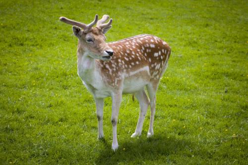 Bowland Wild Boar Park 040617 028 © Nick Dagger Photography