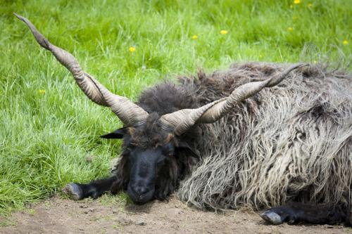 Bowland Wild Boar Park 040617 029 © Nick Dagger Photography