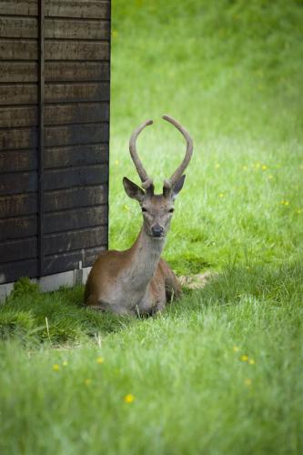Bowland Wild Boar Park 040617 035 © Nick Dagger Photography