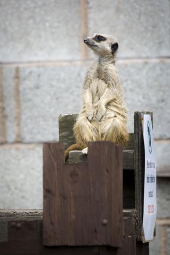 Bowland Wild Boar Park 040617 036 © Nick Dagger Photography
