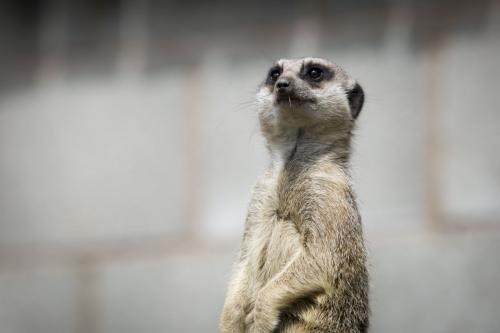 Bowland Wild Boar Park 040617 037 © Nick Dagger Photography
