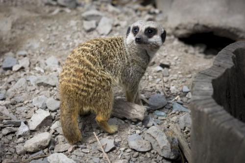 Bowland Wild Boar Park 040617 038 © Nick Dagger Photography