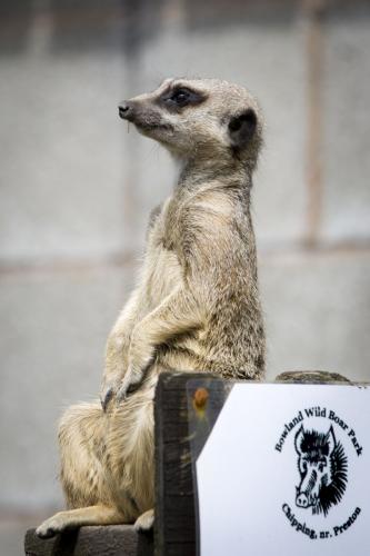 Bowland Wild Boar Park 040617 039 © Nick Dagger Photography