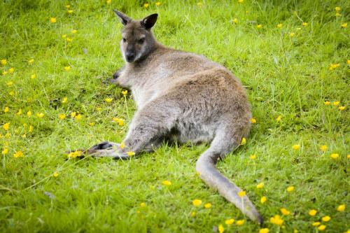 Bowland Wild Boar Park 040617 041 © Nick Dagger Photography