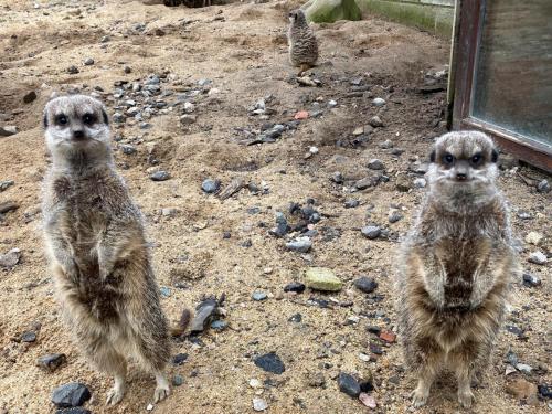 meerkats