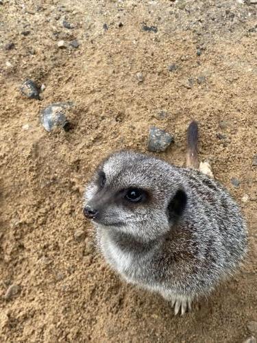 meerkats