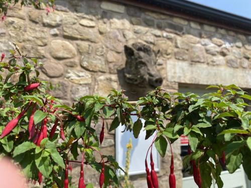 Bowland Wild Boar Park June 2020