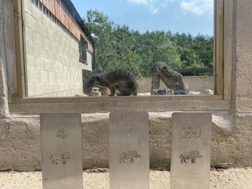 Bowland Wild Boar Park June 2020