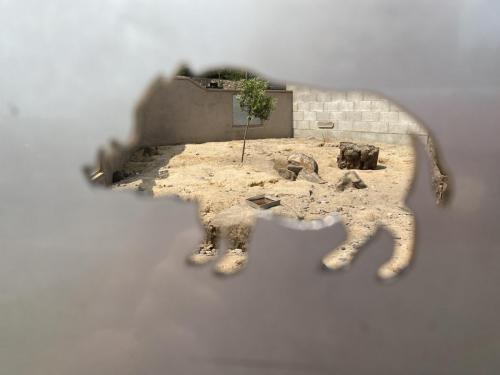 Bowland Wild Boar Park June 2020