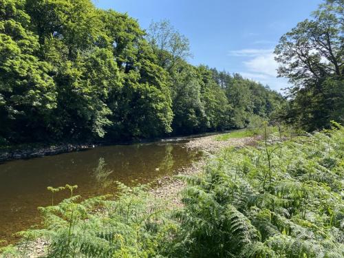 Bowland Wild Boar Park June 2020