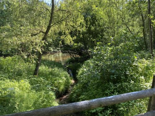 Bowland Wild Boar Park June 2020