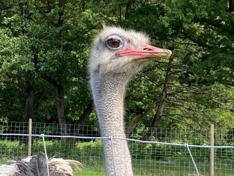 Bowland Wild Boar Park