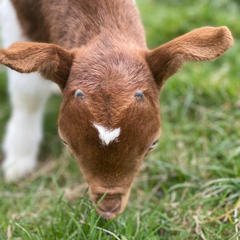 Bowland Wild Boar Park